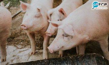 內地專家發現新豬流感病毒G4 可經豬傳人！恐有新一場大流行！