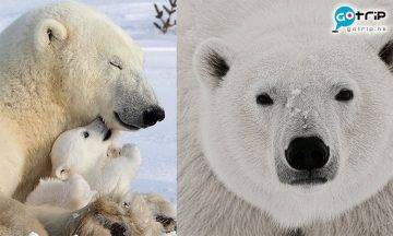 北極熊, 絕種, 自然氣候變遷, Nature Climate Change, 全球暖化