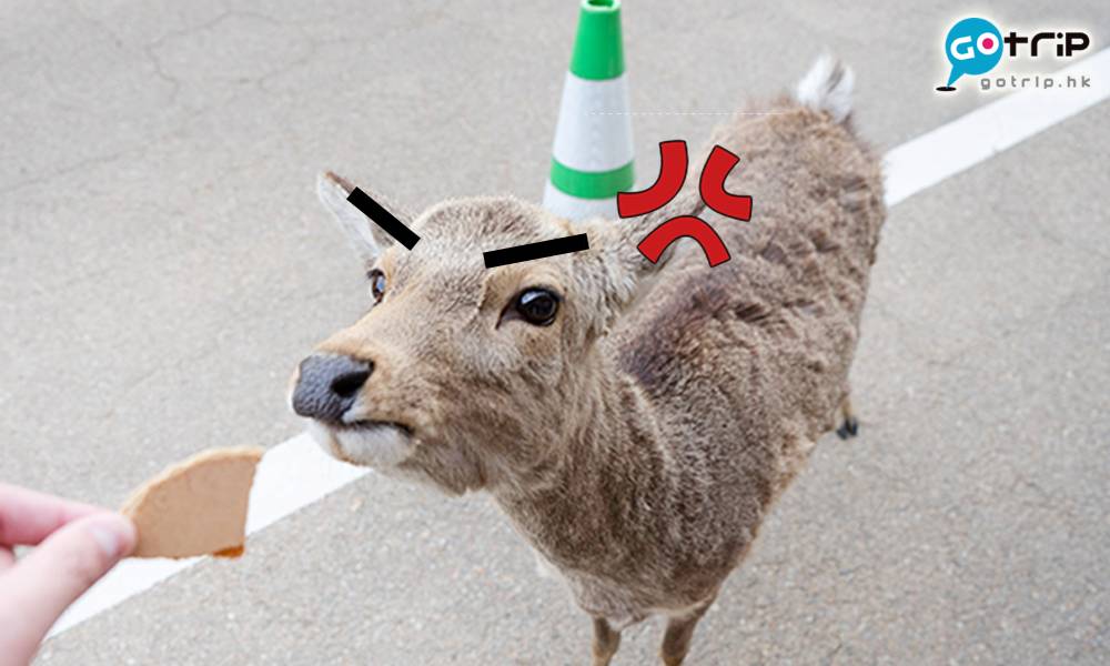 奈良餵鹿教學