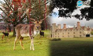 管理員槍斃野鹿遭遊客大罵　園方反斥：一切都是你們的錯！