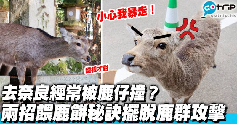 【奈良餵鹿教學】奈良旅遊常被鹿群攻擊？擺脫鹿仔猛撞必學兩招餵鹿秘訣