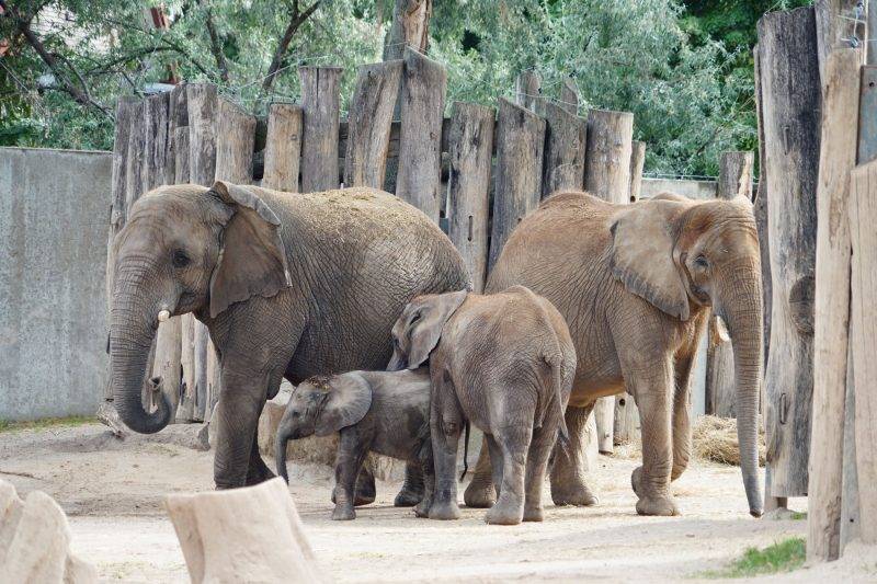 德國動物園感人一幕！大象母女相隔12年重逢秒相認