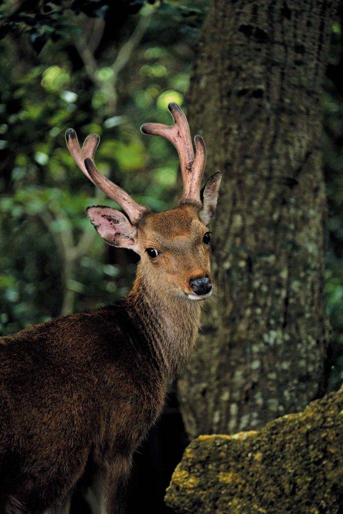 屋久島的鹿，品種比在奈良看到的較細，極怕人，丁點聲音也會讓牠們逃之夭夭。