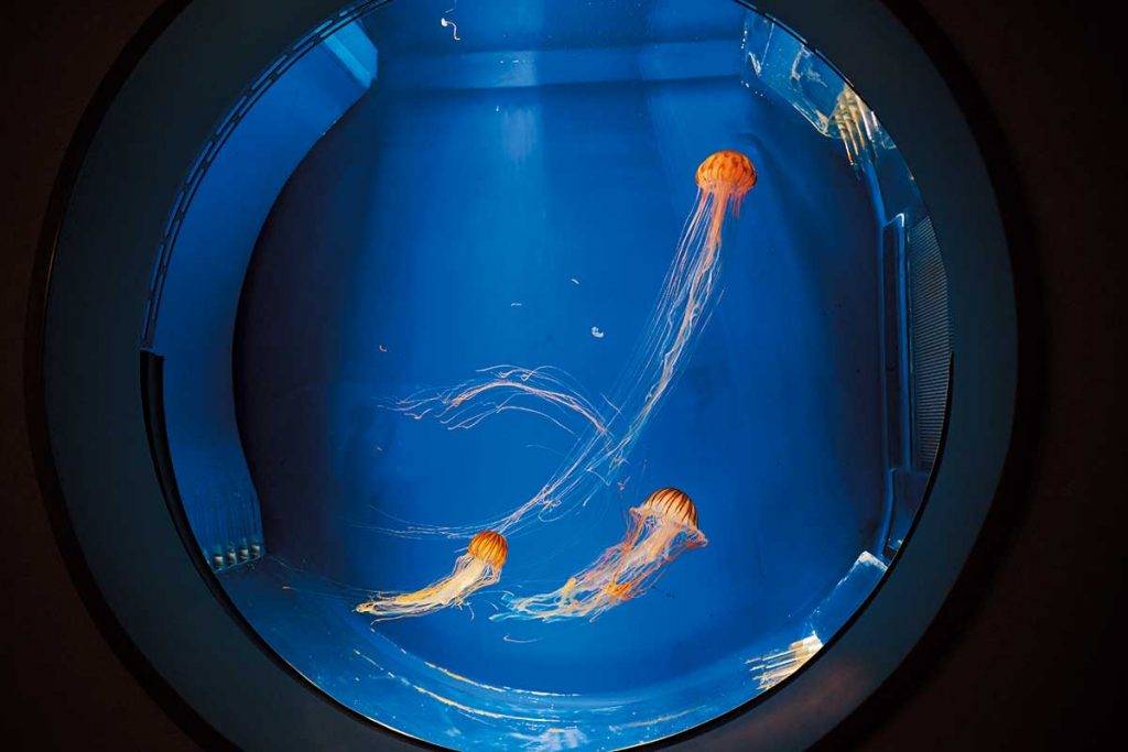 台北水族館XPark Xpark 台北好去處｜日系水族館首登台灣 佔地1萬5平方米 超美治癒設計