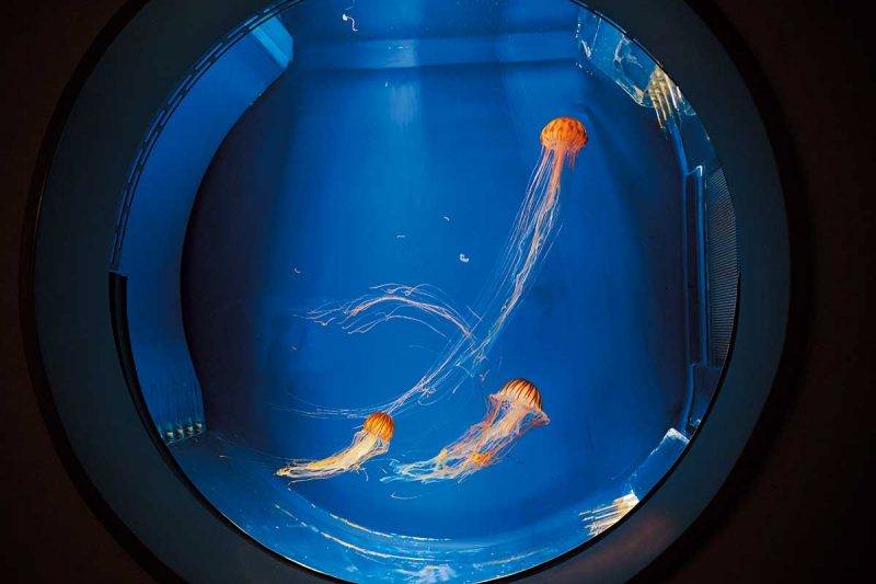 台北好去處｜日系水族館首登台灣 佔地1萬5平方米 超美治癒設計