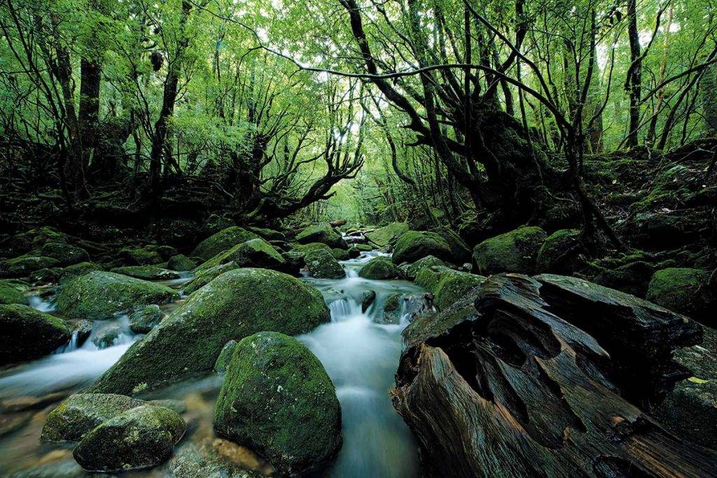 屋久島 流水淙淙的白谷雲水峽，石頭、樹幹都布滿了厚厚一層的苔蘚，下雨過後河道水流充沛，受到浸潤的苔蘚看來更為青葱。