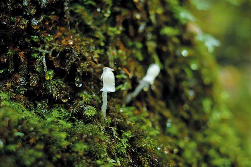 屋久島的美是在地上那千變萬化的苔蘚上，據說這裡苔蘚種類超過百種，據說就連植物學家也未必弄得懂。
