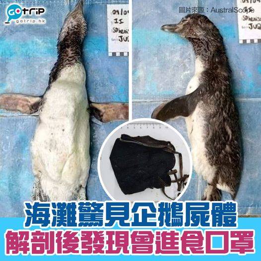 【#GOtrip網絡熱話】企鵝誤食口罩死亡