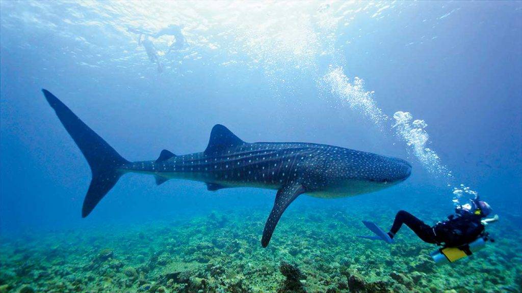 台灣潛水 馬爾代夫拍攝鯨鯊，帶來很深的感動。