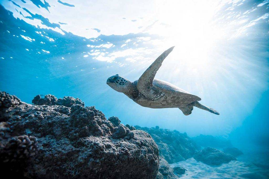 小琉球是台灣的著名潛場，看到海龜的機會率逾九成，但切記保持距離，不要騷擾海龜呀。