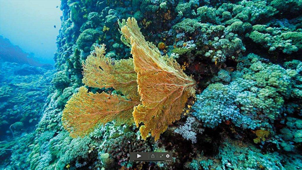 台灣潛水 不同顏色的海扇、海星和珊瑚，令這一潛點目不暇給。