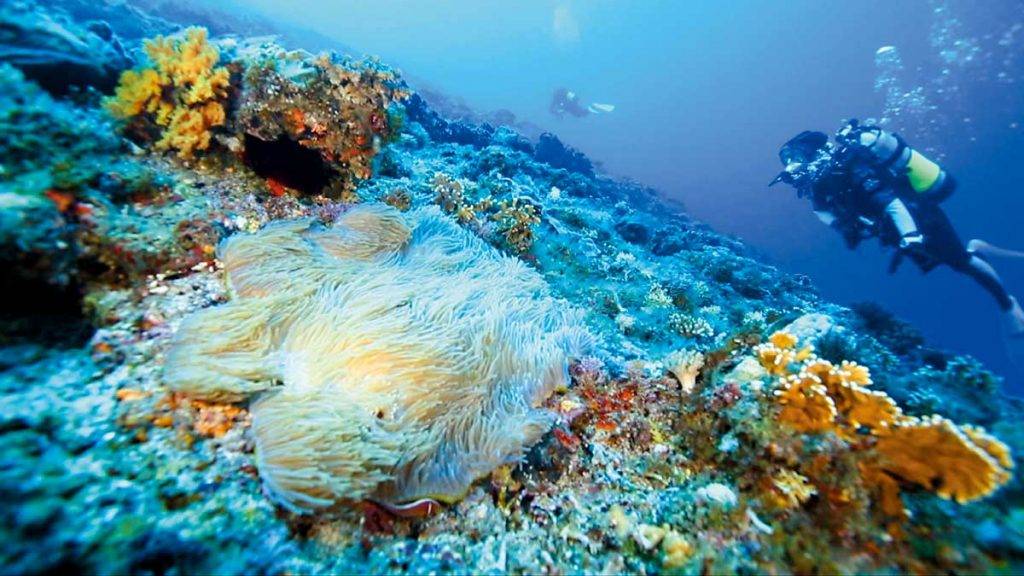 台灣潛水 四條溝內的海葵都生長得特別巨大。