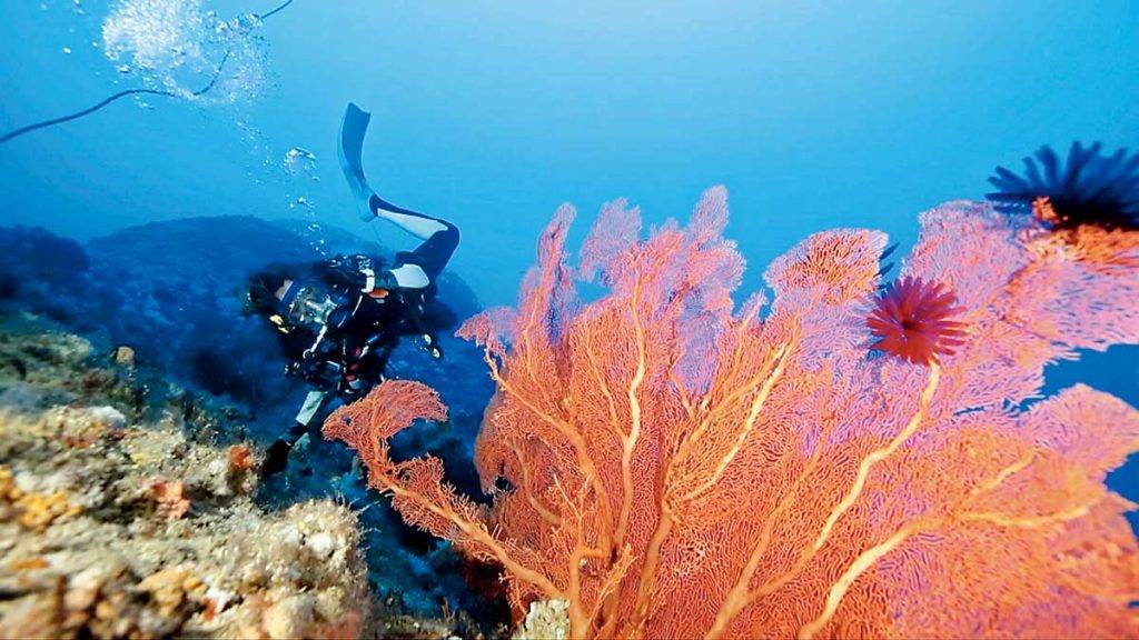 台灣潛水 色彩鮮艷的海扇吸引潛水客忍不住瘋狂拍照。