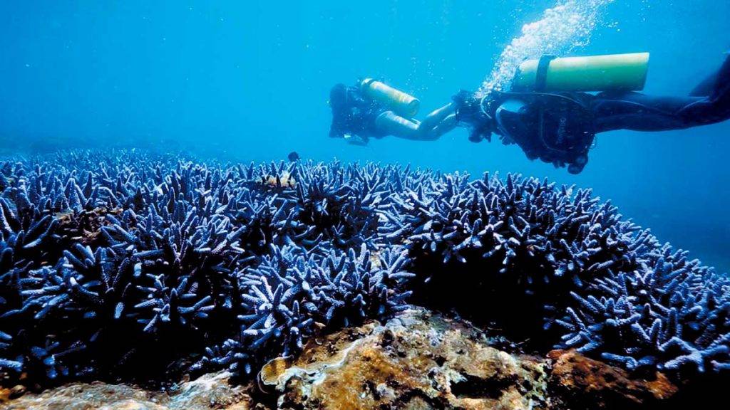 台灣潛水 紫色鹿角珊瑚生長速度緩慢，每年才長1cm，需好好保護。