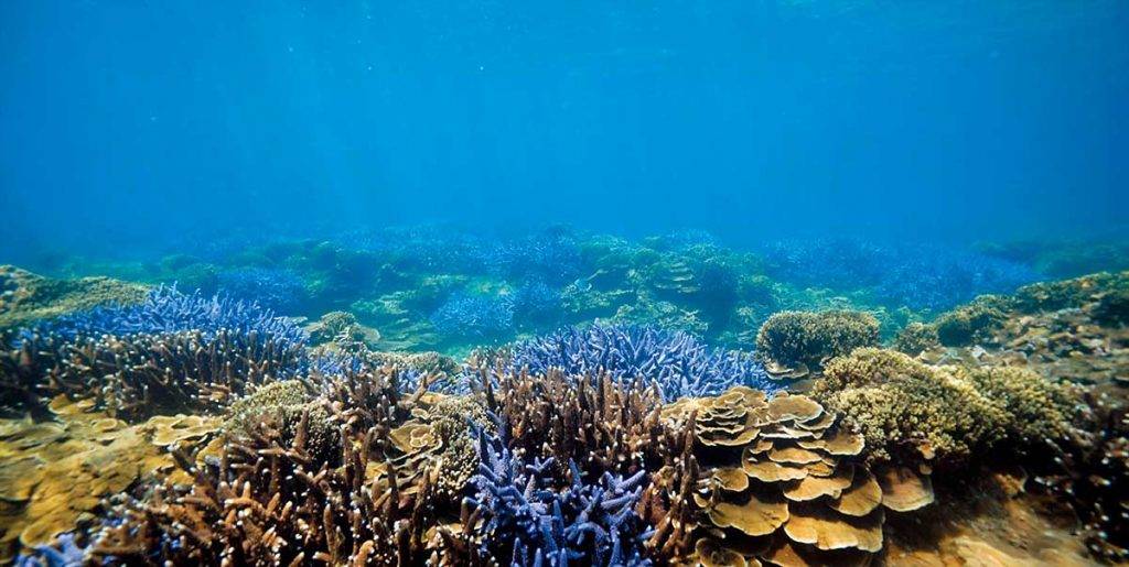 台灣潛水 除紫色珊瑚外，亦有桌形軸孔珊瑚 及玫瑰珊瑚，珊瑚幅蓋率達8成。
