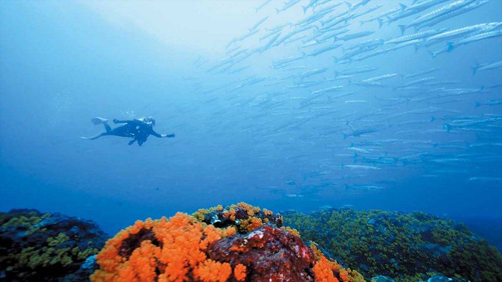 台灣潛水 要找尋梭魚群，就要穿梭礁石。