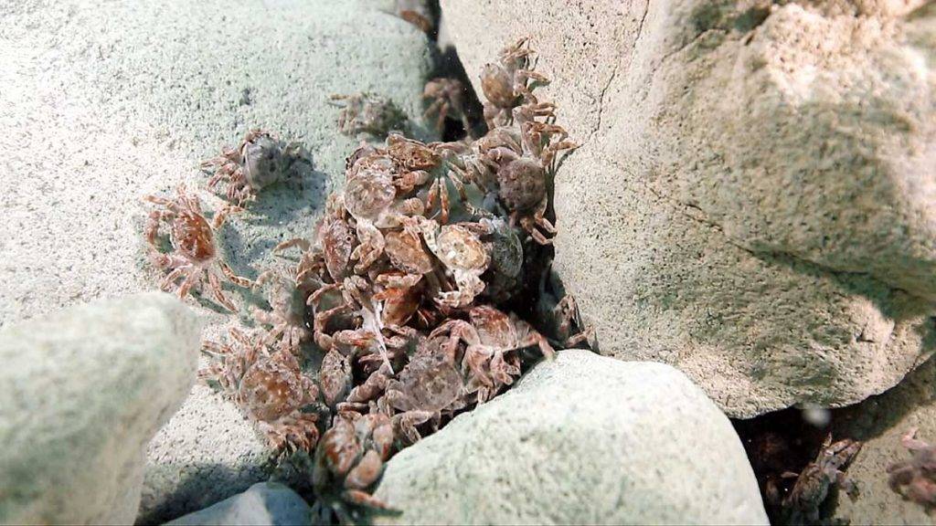 台灣潛水 這裡的水質混濁且含高 濃度生物毒性的硫化物，經海水沖淡後仍是偏酸性，想不到烏龜怪方蟹能聚集生存。