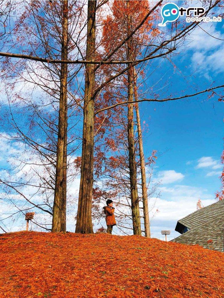 日本紅葉 「 森林兒童公園 」就是 Tove Jansson 筆下的樂園，月初還可以看到紅葉。