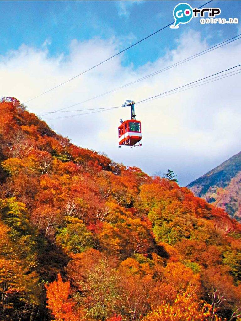日本紅葉 坐在纜車的車廂有如 被紅黃並列的秋色山 頭包圍，天氣好的話 可遠眺伊呂波山道「 紅葉坂 」公路。