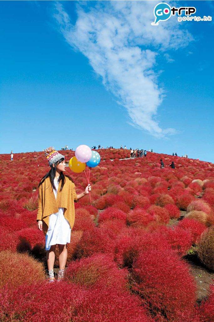 日本紅葉 整齊排列的掃帚草沿著斜面的坡道層層交疊