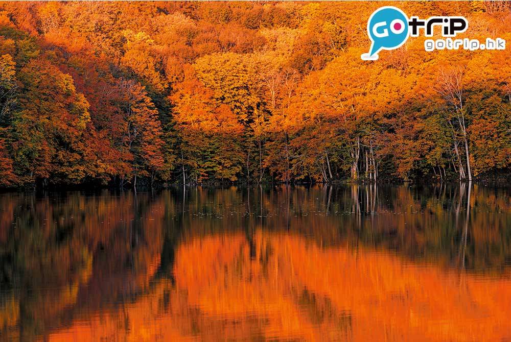 日本紅葉 過了日出最佳時刻，陰影會打在湖面及樹林上，拍攝機會真的稍縱即逝。