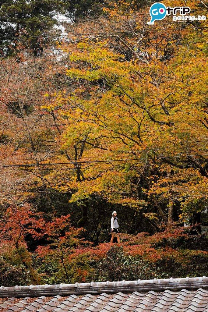 日本紅葉 前往香積寺的參道，由4千棵11種楓、杉等不同樹木組成