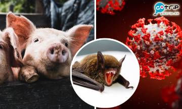 新冠狀病毒Sads-CoV豬間傳播　與新冠肺炎同源頭　或會跨物種感染人類