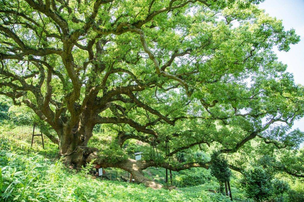 香川縣 島上擁有一棵約1,200年的大楠木，據聞日本古樹都會有神力。 