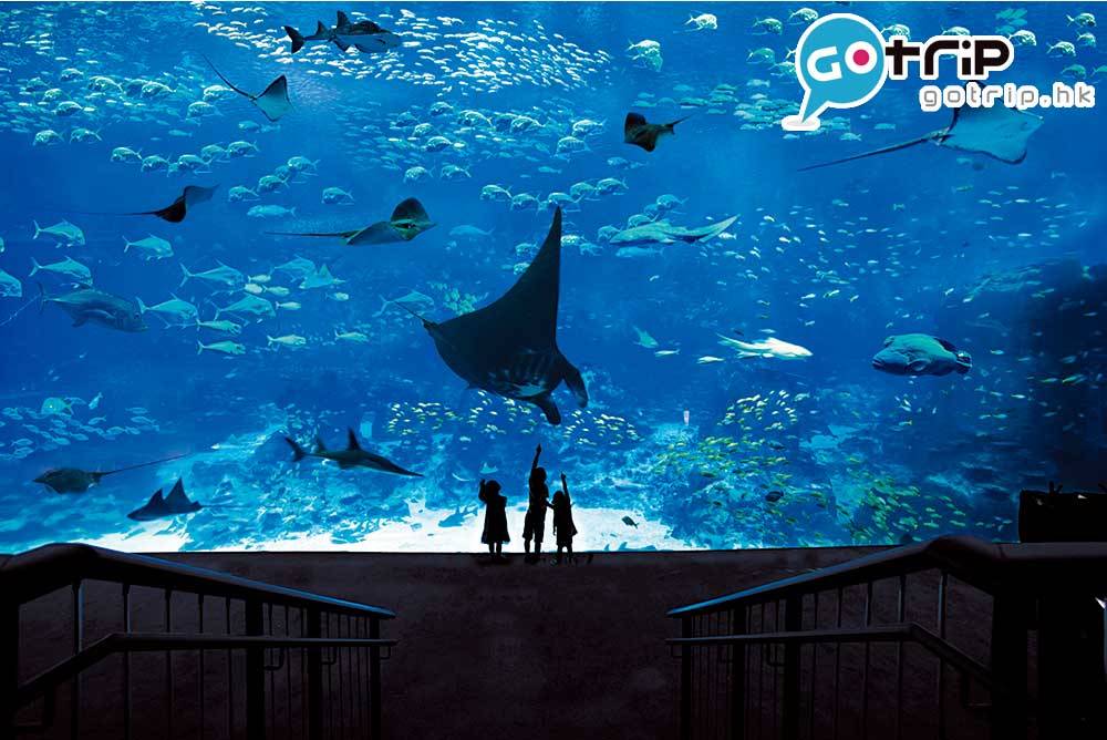 玻璃幕牆厚達60cm，可看見魔鬼魚與超過2百條鯊魚在水底游弋的美妙姿態。