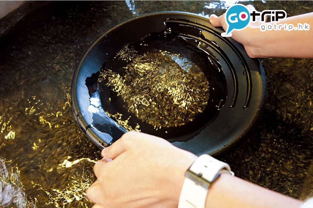 日本親子遊 掘金體驗是最人氣，需要雙手泡水不斷搖動沙兜來 篩出金粒。