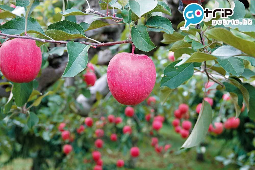 日本親子遊 青森蘋果產量佔全日本一半