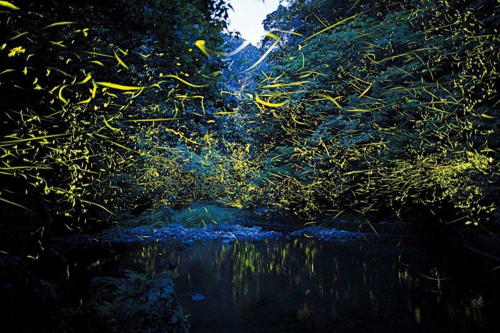 高知景點 夏季位於仁淀川中流的橫蒼山，可見到夜光的 蘑菇與螢火蟲，仿如置身宇宙。