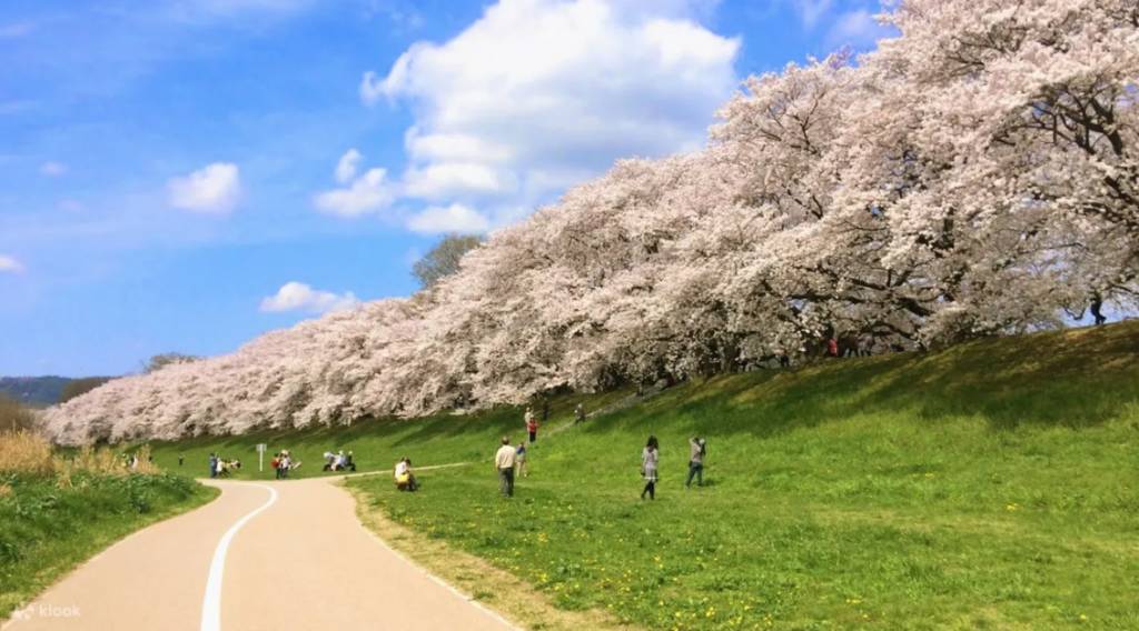 大阪櫻花 日本櫻花2023 淀川河川公園周邊有一條全長1.4公里櫻花並木道。