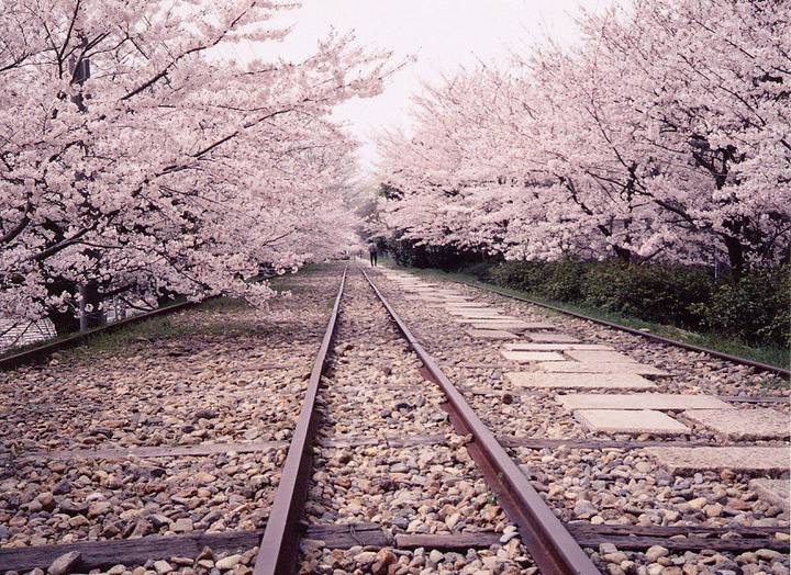 大阪櫻花 日本櫻花2023 荒廢的鐵道配上櫻花非常特別。
