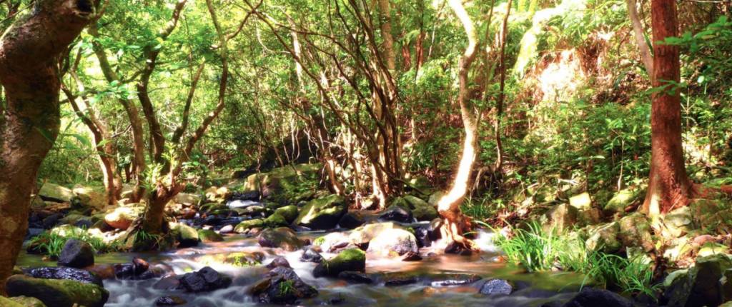 鶴藪水塘 丹山河驟眼看跟屋久島的小溪有幾分相似