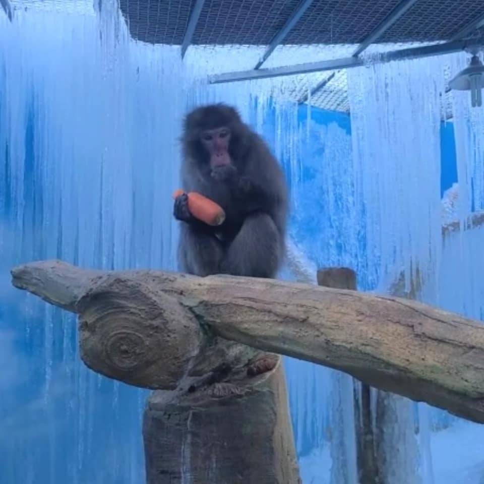 韓國動物園 動物被困在冰中。