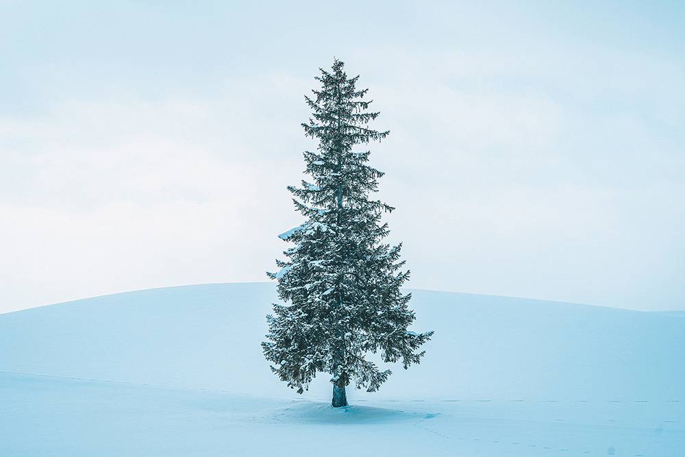 北海道打卡 「聖誕樹」獨自立於廣閱的雪地之中，隨手拍都似明信片一樣。