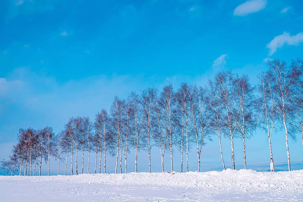 北海道打卡 「白樺並木」一整排高樹同樣是必拍的場景。
