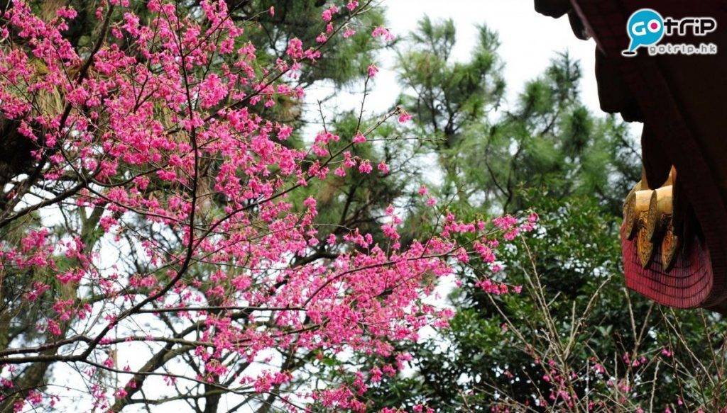 【嘉道理農場重開】現在還是鐘花櫻桃的盛開季節