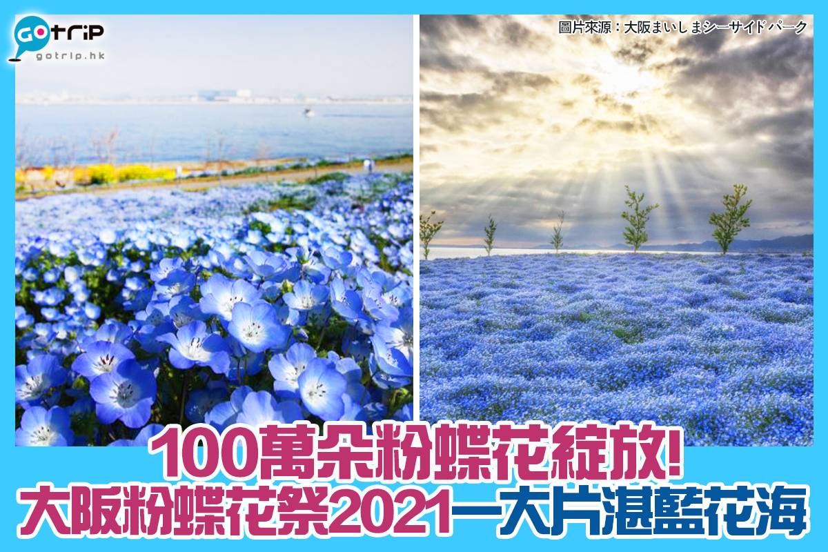 大阪舞洲海濱公園 粉蝶花祭 21將登場 100萬朵同時綻放 Gotrip Hk