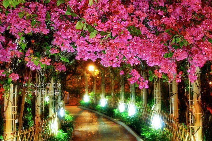 元州邨杜鵑打卡隧道｜往年開花盛放的相片。 