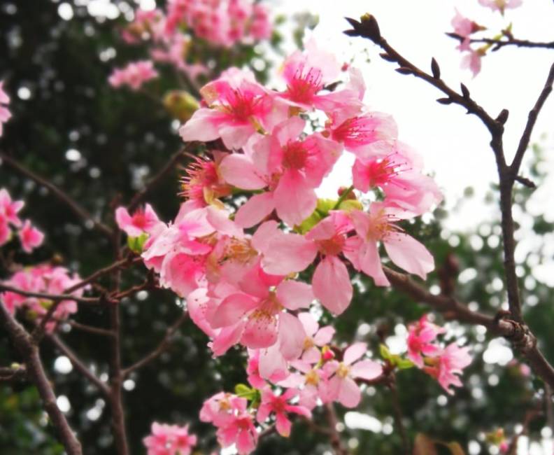 將軍澳單車館公園櫻花（圖片授權：Ling_Afa）