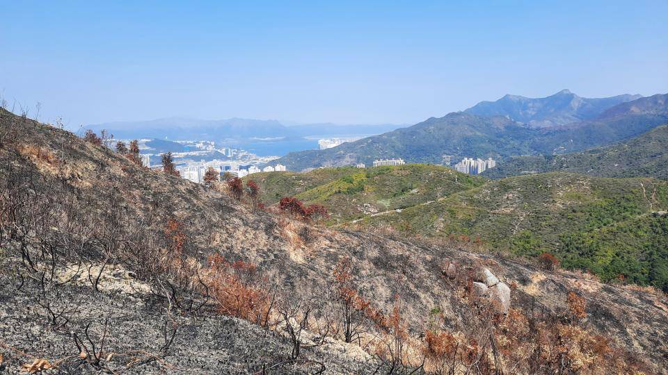 水泉澳行山 可以清楚看到山火留下的傷痕