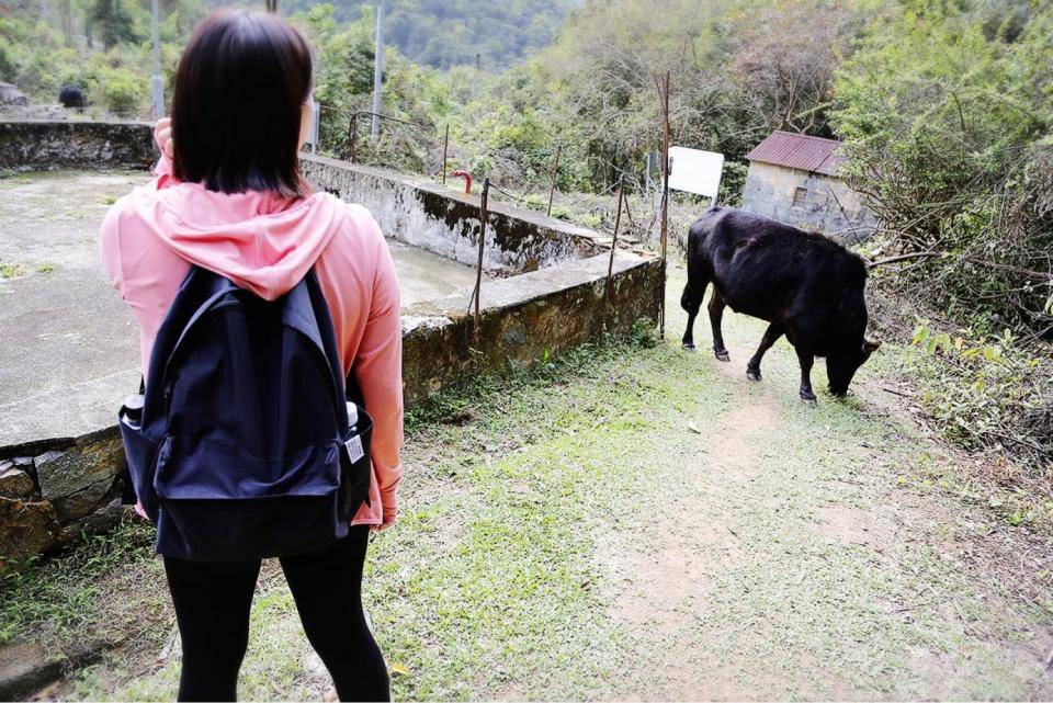 香港行山好去處 大概半小時後，到達土瓜坪村，有牛兒在吃草