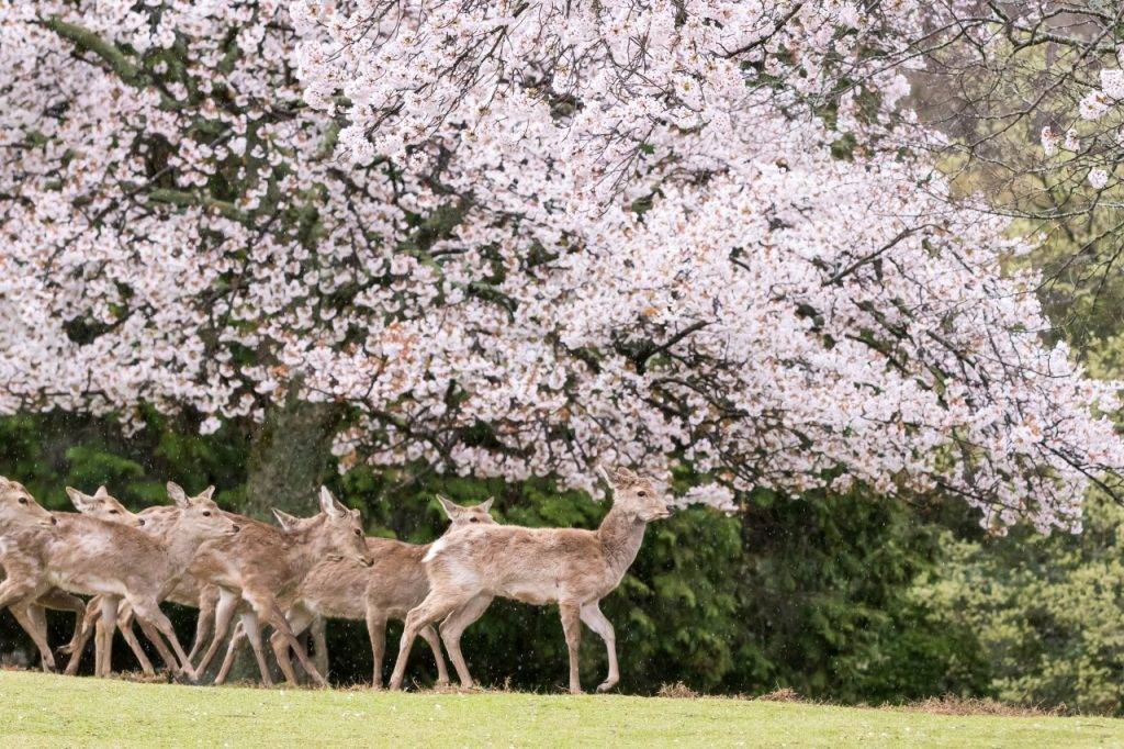 奈良公園入選為「櫻之名所100選」的百大花見景點