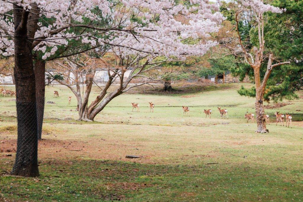 超過8百棵奈良八重櫻上陣，櫻花品種是近畿一帶最多最集中