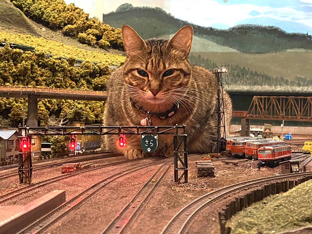 貓之報恩 鐵路模型餐廳「ジオラマ食堂」店內放有大型鐵道模型，吸引不少鐵路發燒友到訪。