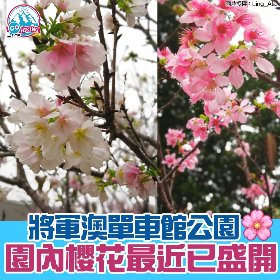 盤點10大香港賞花地點21 香港櫻花 藍花藤 黃花風鈴 附開花時間 Gotrip Hk