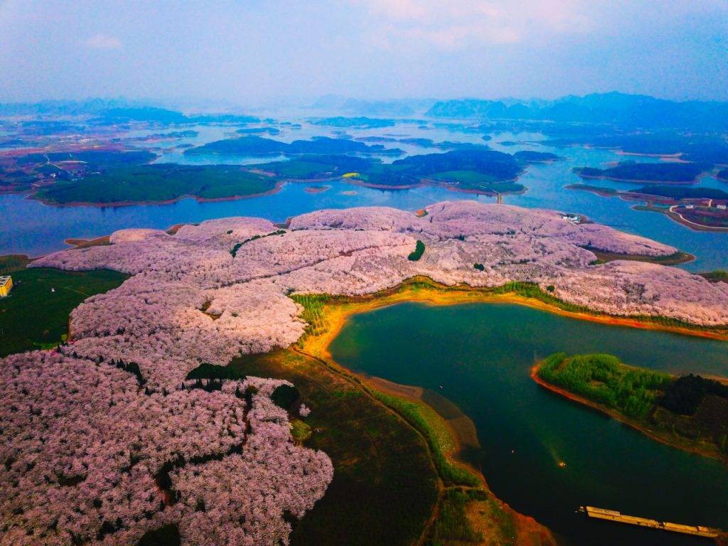 中國賞櫻 約84個維多利亞公園大的的櫻園位於紅楓湖畔，被櫻花覆蓋的小島彷如一個個粉紅色的蘑菇，漂亮不似人間。