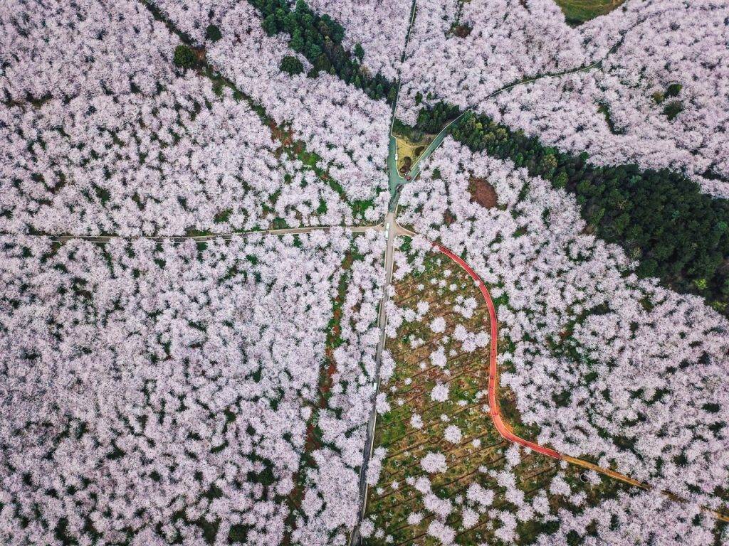 中國賞櫻 佔地超過2.4萬畝農場內的70萬棵櫻花，就會由3月中旬開始綻放